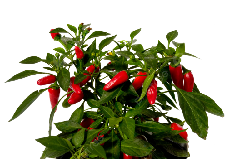 pngtree-chilli-plant-spice-photo-png-image_13546667